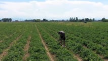 Criteri per scegliere varietà, densità di trapianto e taratura delle trapiantatrici in funzione di clima, acqua disponibile e raccolta meccanica
