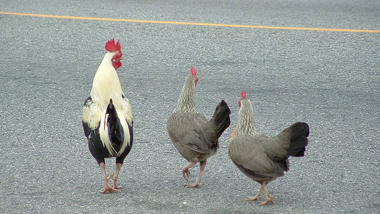 Chickens