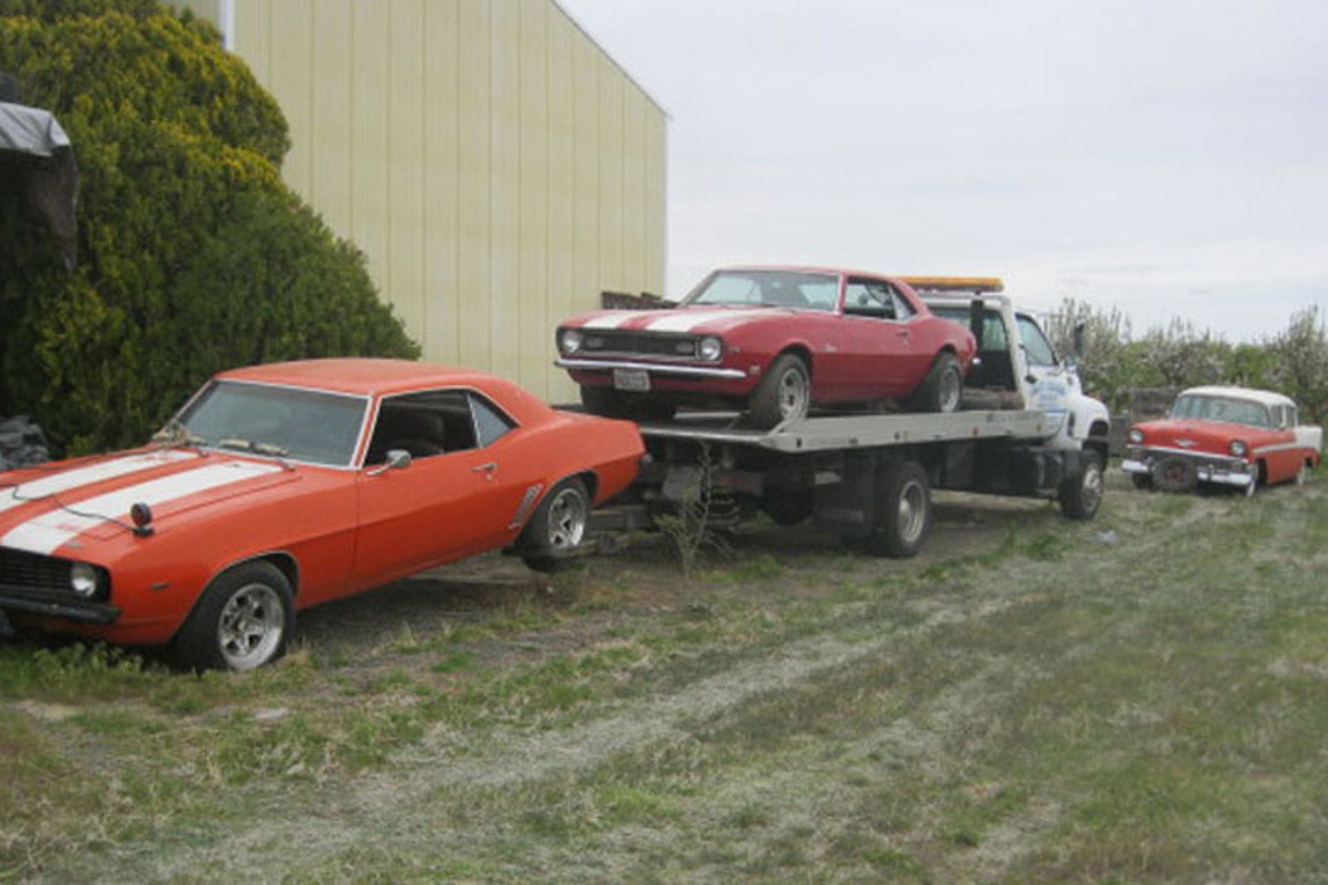 Washington Man Pulls American Muscle from an Orchard