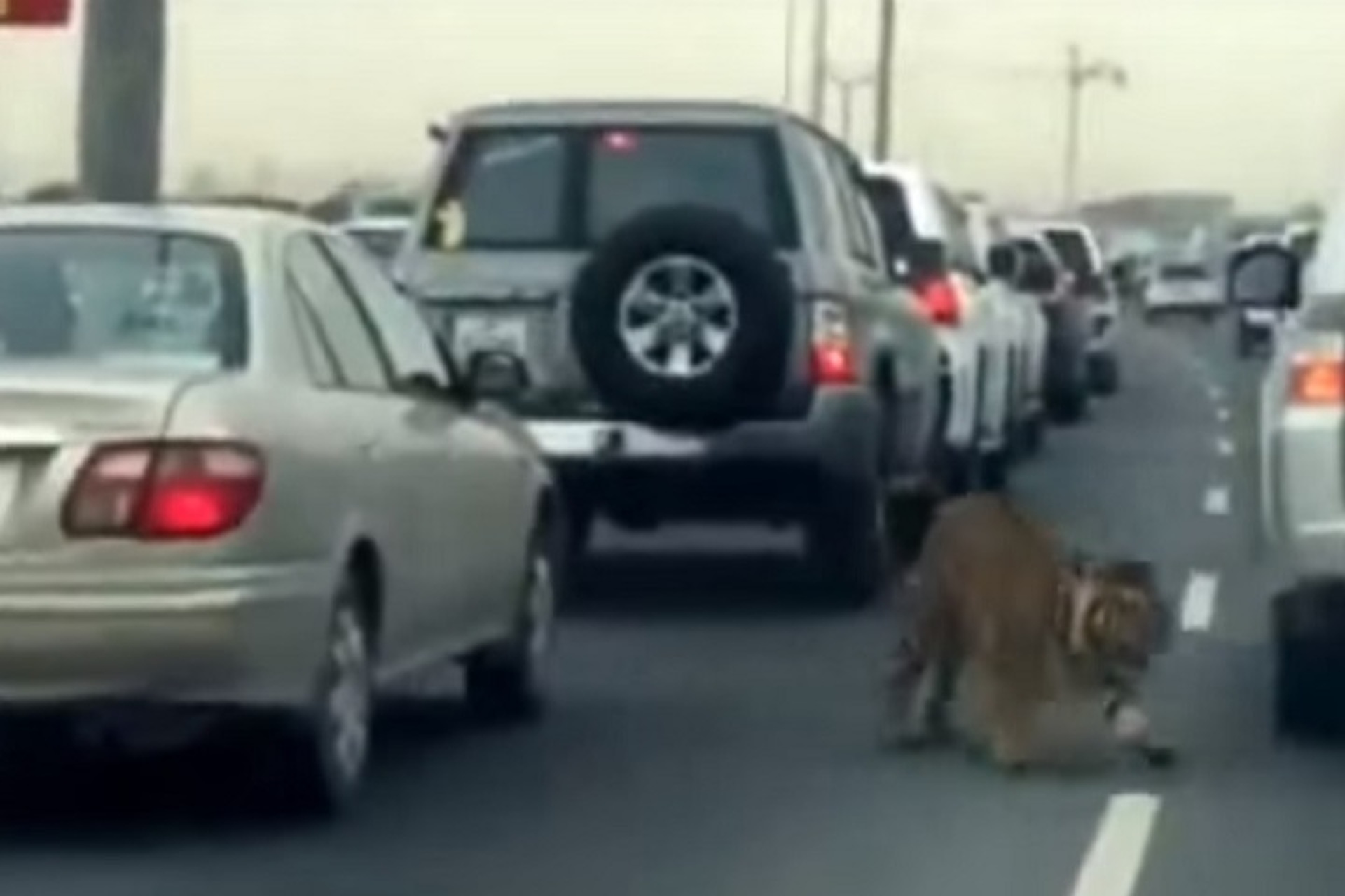That One Time a Tiger Got Loose on the Streets of Qatar