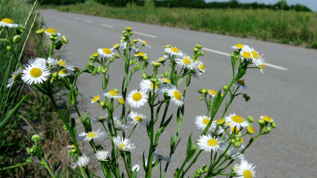 Wild chamomile on edge of asphalt road