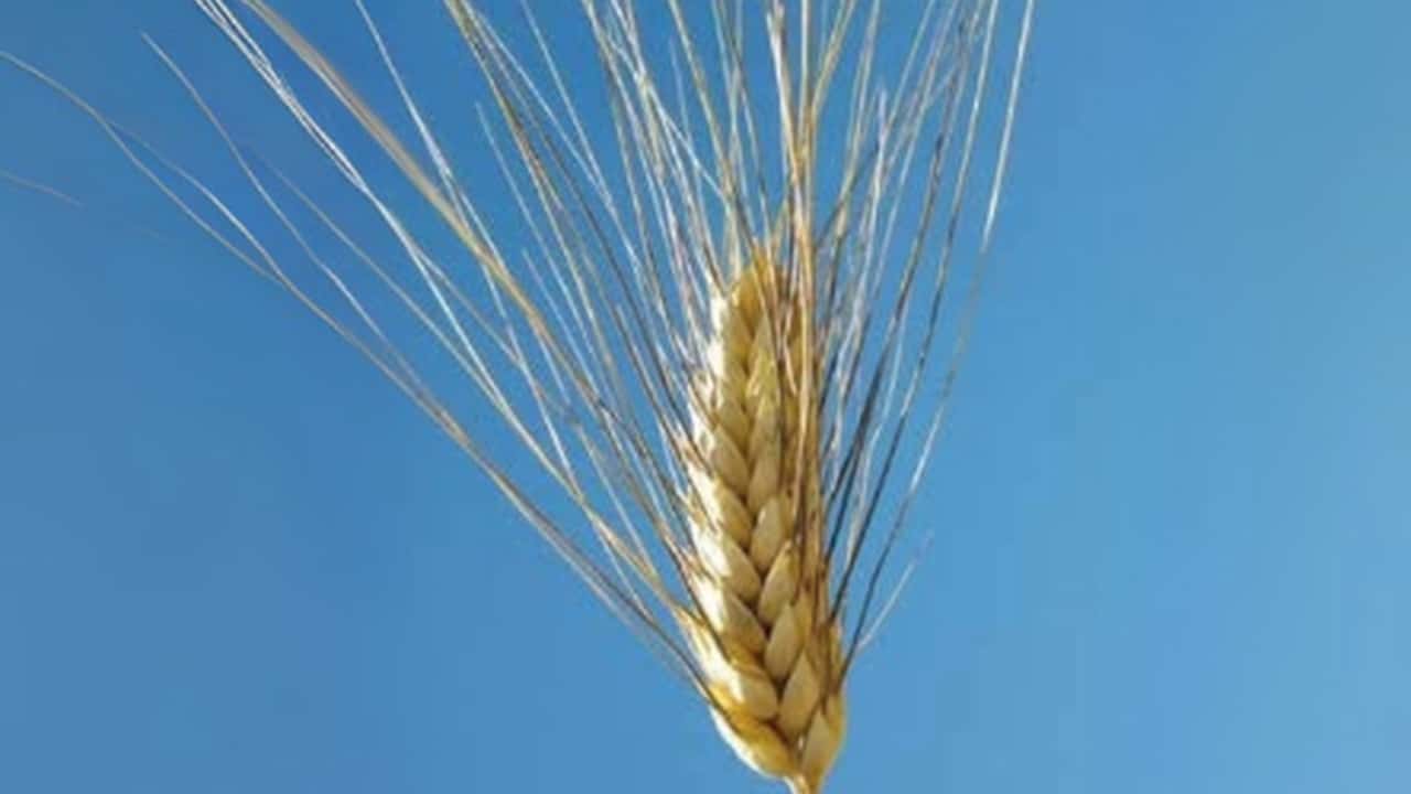 Manganelli: Tre Nuove Varietà di Grano Duro per il 2025