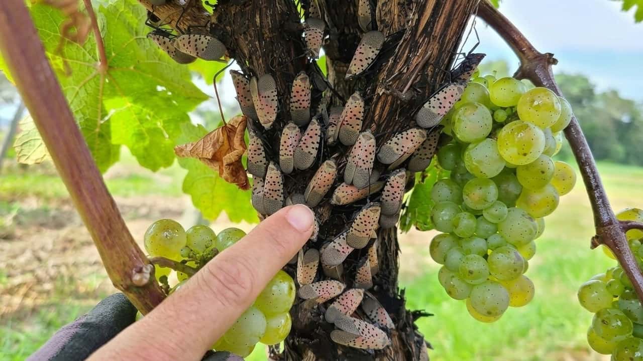 lanterna-maculata-nellue-primo-focolaio-confermato-in-ungheria