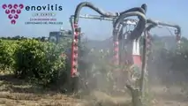 Enovitis in campo 2022