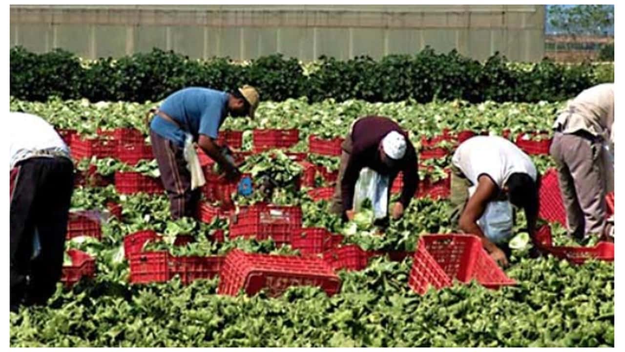 Lavoo stagionale agricolo: tutte le deroghe 2024