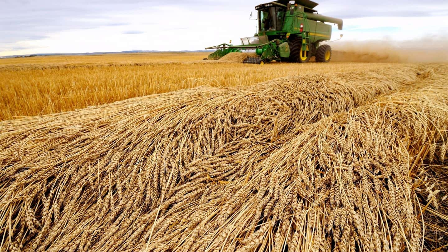 Come raccogliere cereali allettati: guida pratica per mietitrebbie