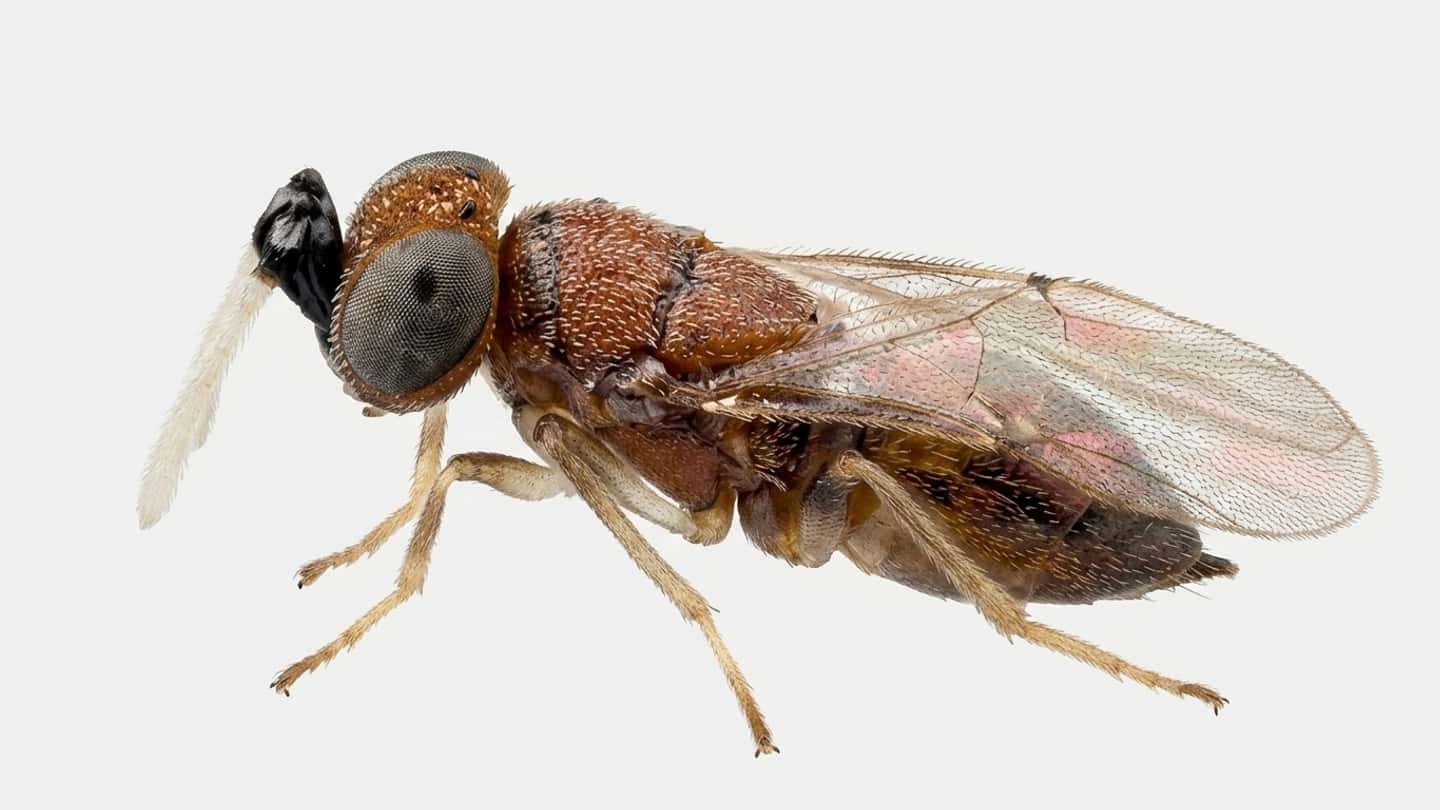 Anagyrus vladimiri contro Planococcus ficus in vigneto