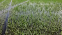 Scelte agronomiche e investimenti in macchine a basse emissioni per ridurre l’urea in risaia sfruttando incentivi PAC, PSN, FEASR e bandi regionali