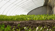 Uso pratico dei biostimolanti per aumentare la resilienza delle colture ortofrutticole a siccità, caldo e stress del suolo integrando irrigazione e gestione agronomica