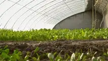 Uso pratico dei biostimolanti per aumentare la resilienza delle colture ortofrutticole a siccità, caldo e stress del suolo integrando irrigazione e gestione agronomica