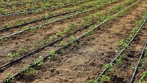 Pomodoro da industria 2026: scelta degli impianti microirrigui giusti
