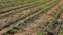 Pomodoro da industria 2026: scelta degli impianti microirrigui giusti