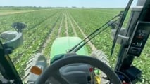Integrazione tra diserbo chimico e meccanico in soia post emergenza per gestire infestanti, resistenze e rotazioni in agricoltura conservativa
