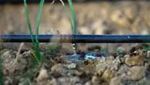 Uso pratico dell’idrolizzato di pesce in fertirrigazione e trattamenti fogliari per ottimizzare biostimolazione, miscibilità in botte e gestione di dosi, pH ed epoche di intervento