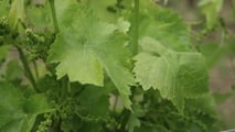 Come pianificare una difesa integrata 2026 contro peronospora e oidio?