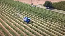 Produzione di mandorle in Sicilia: crollo del 70% a causa della siccità