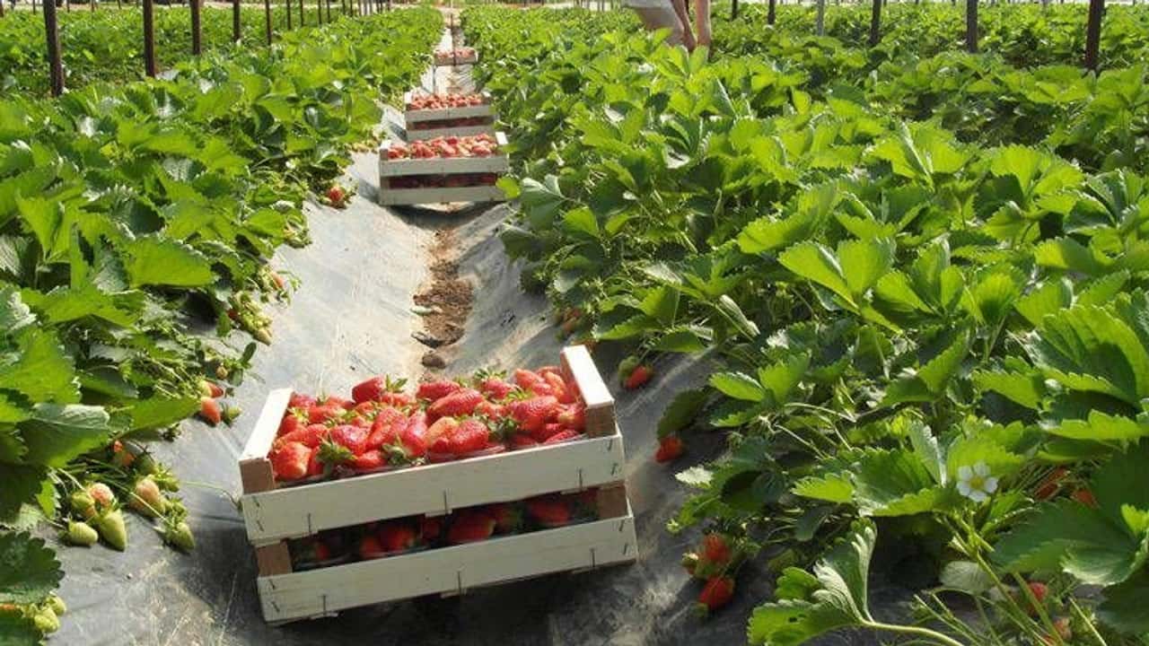 Frutticoltura e orticoltura: costi di produzione troppo alti