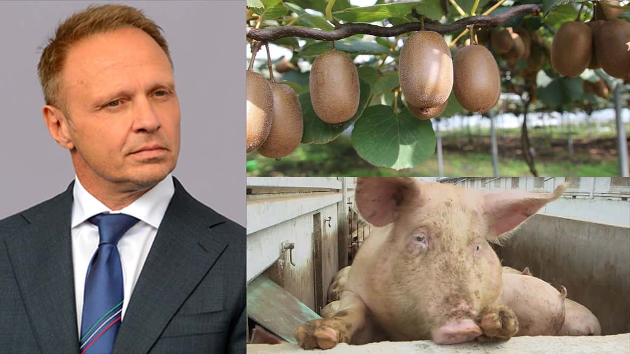 Decreto Agricoltura: kiwi e peste suina