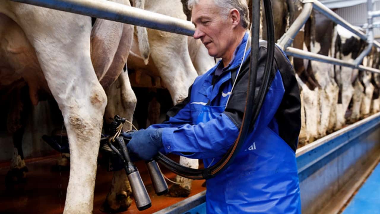 Crisi del latte: quotazioni crollate da 68 a 48 centesimi al litro