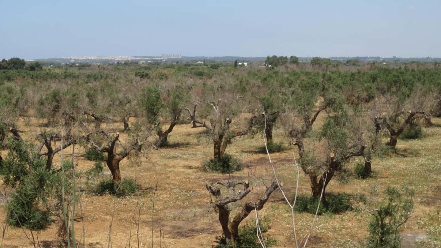 Crisi dell’olio e Xylella in Calabria, effetti su oliveti e frantoi