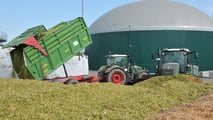 Quali ibridi di mais a taglia bassa hanno più senso per zootecnia e biogas