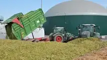Quali ibridi di mais a taglia bassa hanno più senso per zootecnia e biogas