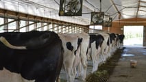 Stress da caldo ruminanti 2026: strategie nutrizionali e di stalla efficaci