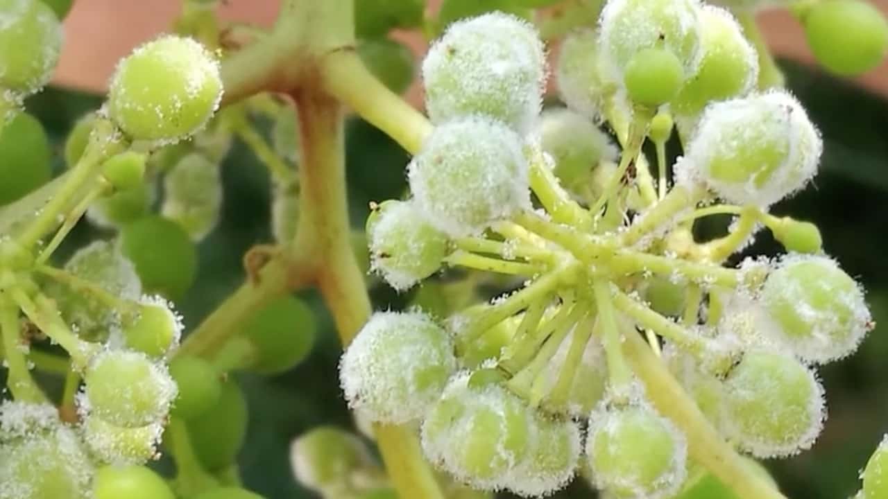 Guida alla lettura dei bollettini fitosanitari per peronospora e oidio, collegando rischio, stadio fenologico e strategie di difesa in vigneto