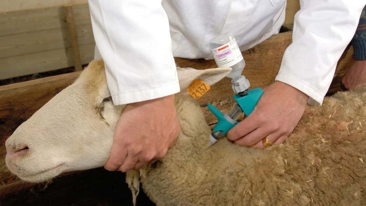 sardegna-solo-il-20-degli-ovini-vaccinato-allarme-lingua-blu