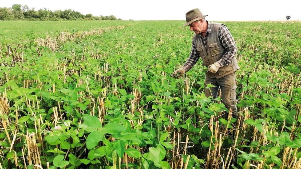 scopri-le-cover-crop-che-ti-salvano-i-pagamenti-pa-mod-msga0ro1