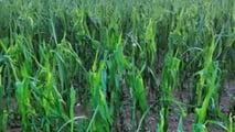 Polizze catastrofali e fondo mutualistico: cosa conviene alle imprese agricole miste?