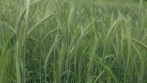Criteri tecnici per confrontare gli ibridi di segale in funzione di foraggio, biogas o granella e della meccanizzazione disponibile in azienda