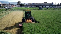 Come ribilanciare frumento, sorgo e mais nei piani foraggeri