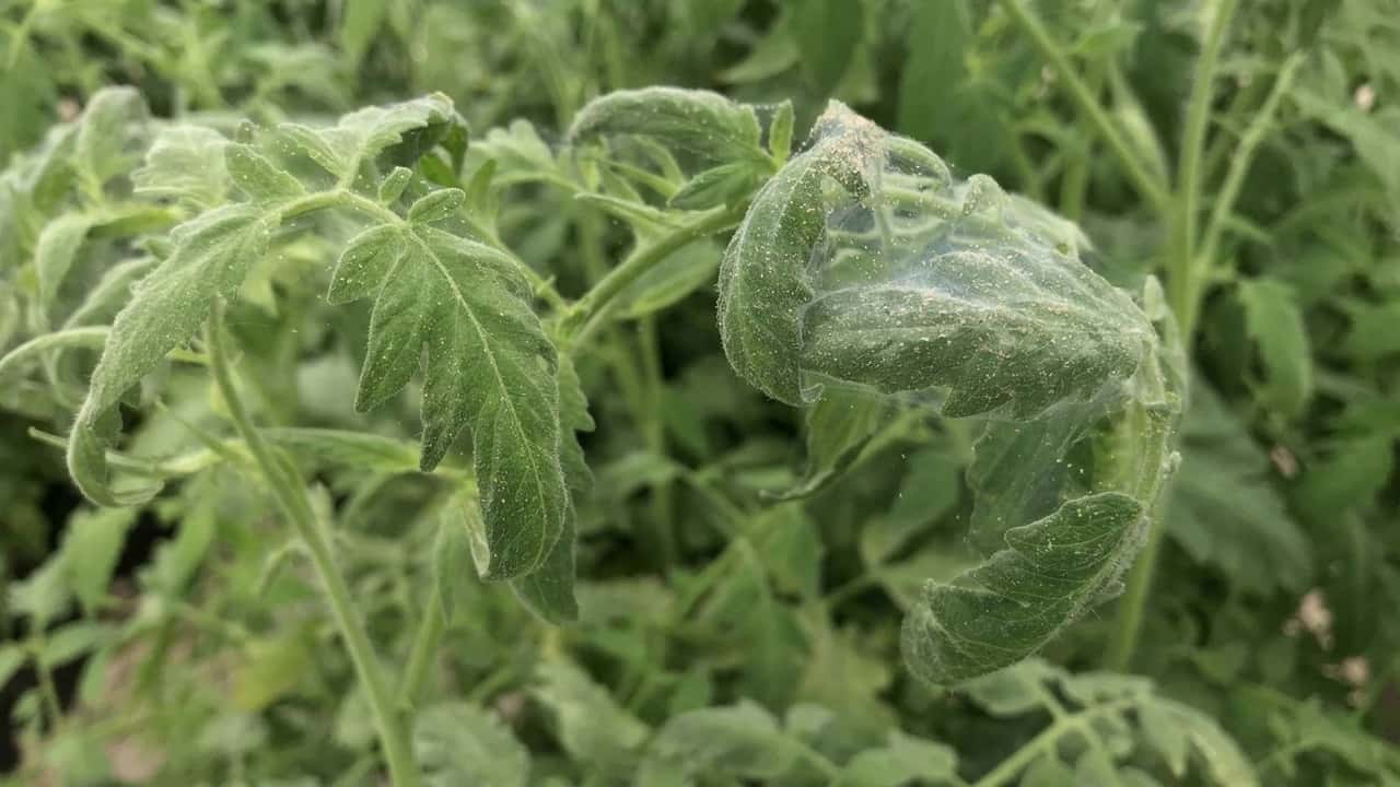 acari-sui-pomodori-perdite-fino-al-30-in-estate