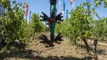 Enovitis in campo 2022