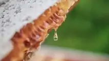 Bentley Honey Harvest