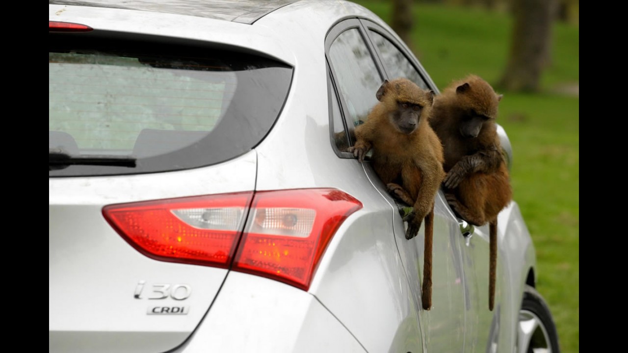 VÍDEO: Hyundai deixa 40 macacos testarem durabilidade do Novo i30
