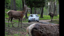 Volvo, test per evitare incidenti con animali