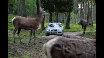 Volvo, test per evitare incidenti con animali