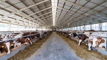 Guida pratica alla scelta, al posizionamento e alla gestione operativa delle trappole biologiche per mosche nelle stalle bovine