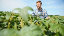 Potassio in soia 2026: strategie K-Mg per resa, noduli e stress