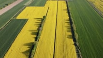 Colza e reddito aziendale: costi, ricavi e rischio nel 2026