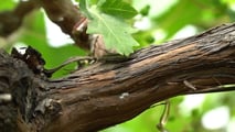 Aggiornamenti normativi, sostanze attive e strategie integrate per la difesa della vite dalle cocciniglie nel 2026,