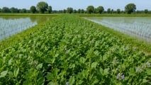 Concimazione di precisione del riso e cover crop nel 2026