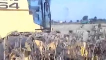 Analisi del ruolo del girasole alto oleico nelle rotazioni cerealicole, nelle filiere olio e biocarburanti e nelle scelte di meccanizzazione aziendale
