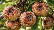 Strategie pratiche per contenere marciumi in frutteto in annate climatiche estreme
