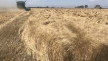 Grano duro a 270-300 euro/t e costi a 1.170 euro/ha: la mietitura 2026 è in perdita. CUN, Coldiretti in piazza e filiere a rischio.