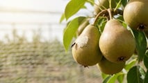 Cimice asiatica e caldo precoce: nuove finestre critiche per pero e kiwi