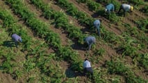  Rinnovo CCNL agricoli 2026: +5,1% e nuove tutele lavoratori