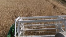 Segale ibrida in azienda da latte: rese, fibra e gestione